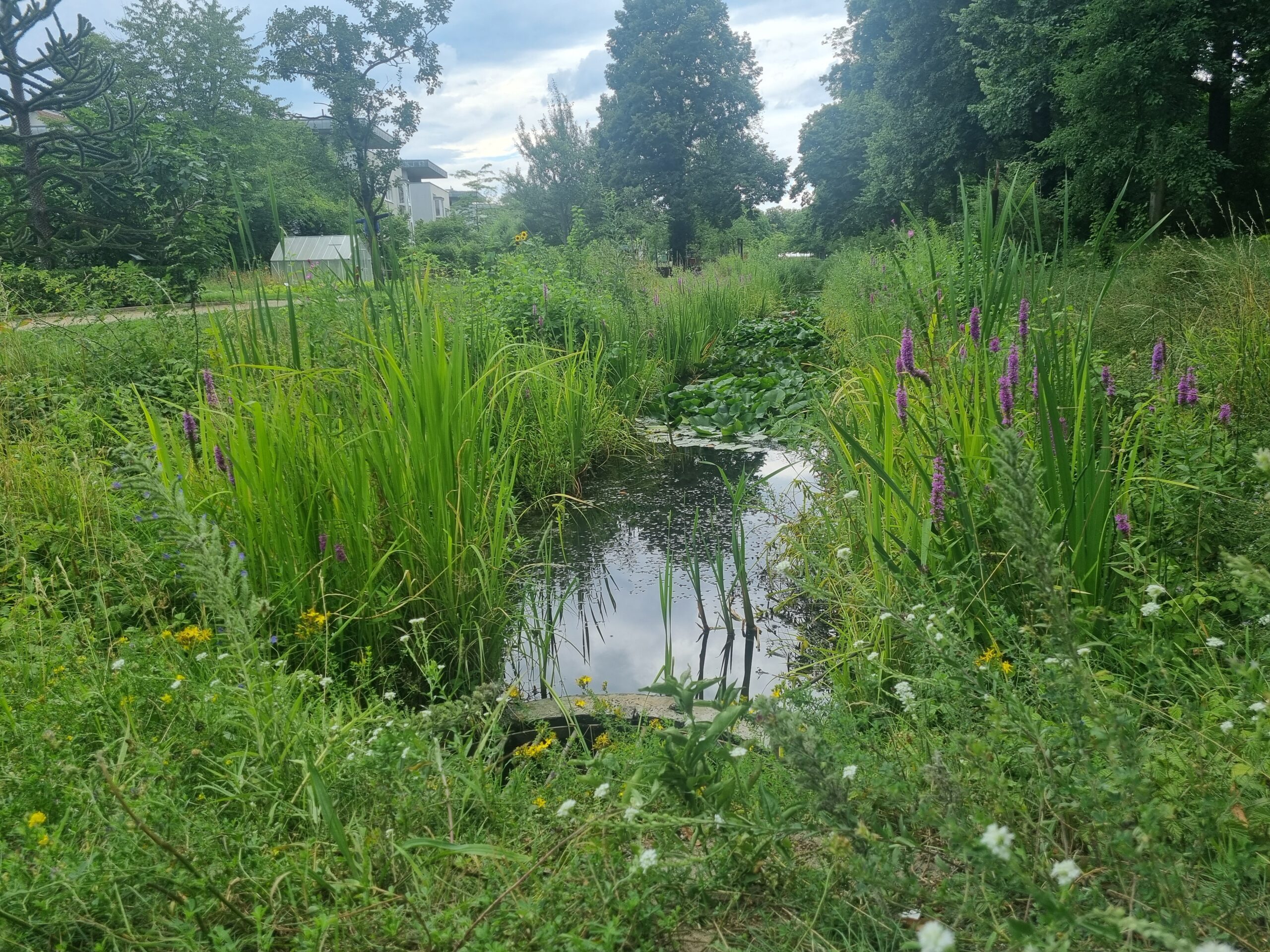 Kleiner Teich in grüner Umgebung im Schlosspark Oranienburg