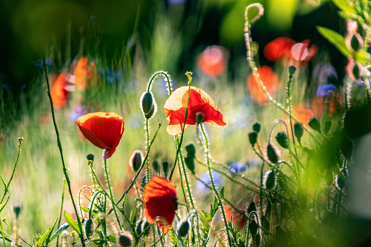 Bunte Frühlingswiese mit Mohn- und Kornblumen