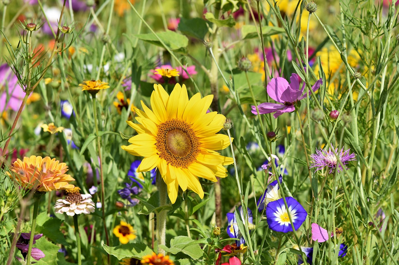 Bunte Blumenwiese mit einer Sonnenblume im Mittelpunkt